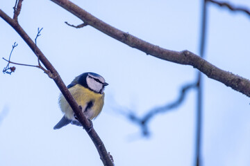 This image features a Blue Tit, Cyanistes caeruleus, a small, vibrant bird known for its blue cap and yellow underparts. The bird is perched on a leafless branch, with a clear blue sky as the backdrop