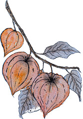Watercolor autumn flowers. Physalis. High quality vector illustration.