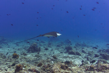 Fototapeta na wymiar Spotted eagle ray in the coral reef of Maldives island. Tropical and coral sea wildelife. Beautiful underwater world. Underwater photography.