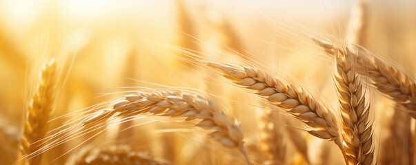 Golden wheat ears bask in the warm sunlight, symbolizing abundance and the peak of the harvest season. - obrazy, fototapety, plakaty