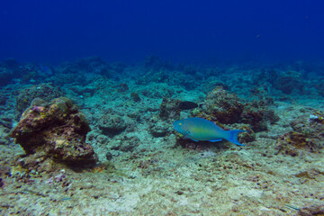 Rusty parrotfish (scaridae) in the coral reef of Maldives island. Tropical and coral sea wildelife. Beautiful underwater world. Underwater photography.