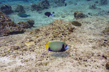 Emperor angelfish (Pomacanthus imperator) in the coral reef of Maldives island. Tropical and coral...