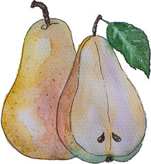 Pears painted in watercolor. High quality vector illustration.