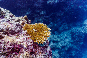 Fototapeta na wymiar Coral Reef and Tropical Fish on Maldives island. Tropical and coral sea wildelife. Beautiful underwater world. Underwater photography.