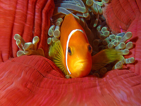 Anemonenfisch, wie auf Samt gebettet in seiner roten Prachtanemone. Unterwasserfotografie von einem Tauchgang im Korallenriff auf den Malediven. Close-Up: Malediven Anemonenfisch