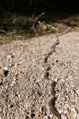 Row pine processionary caterpillar on the ground. Thaumetopoea pityocampa,