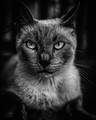 cat eyes