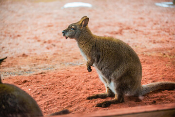 Granby, Quebec - Dec 31 2023: Wallaby in the winter Granby Zoo 