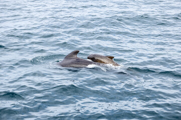 The Norwegian Sea’s gentle swells cradle a mother pilot whale and her calf as they swim in unison near the Lofoten Islands