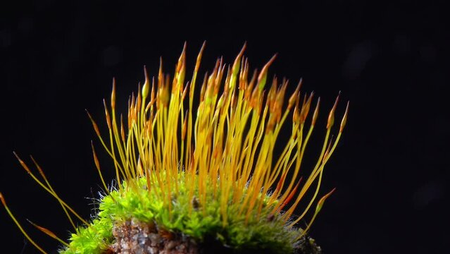 Purple Moss (Ceratodon purpureus), moss sporophyte on stones in spring