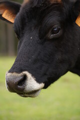 t^te d'un jeune vache,son regard en dit long