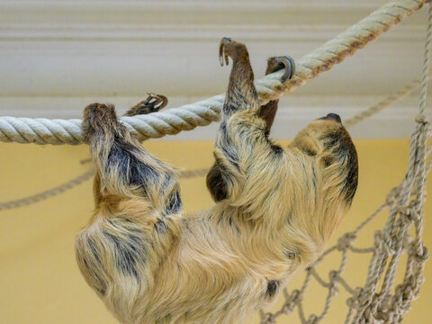 A two toed sloth climbing on a rope