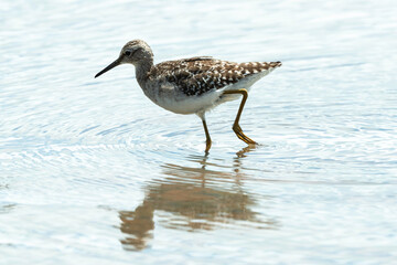 Chevalier sylvain,.Tringa glareola , Wood Sandpiper