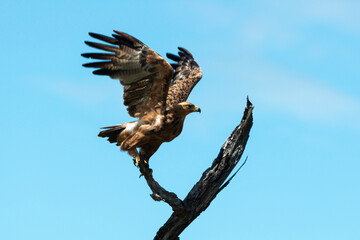 Aigle des steppes,.Aquila nipalensis, Steppe Eagle