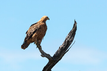 Aigle des steppes,.Aquila nipalensis, Steppe Eagle
