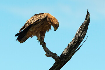 Aigle des steppes,.Aquila nipalensis, Steppe Eagle