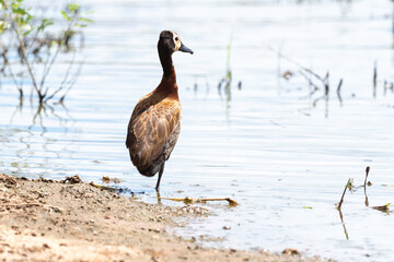 Dendrocygne veuf,.Dendrocygna viduata, White faced Whistling Duck