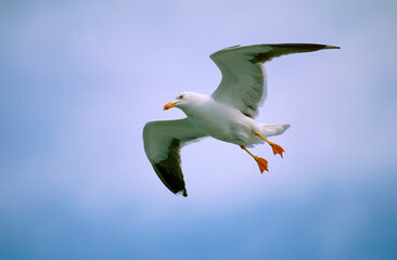 Goéland brun,.Larus fuscus, Lesser Black backed Gull
