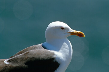 Goéland marin,.Larus marinus, Great Black backed Gul,