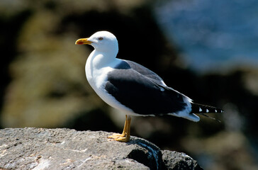 Goéland brun,.Larus fuscus, Lesser Black backed Gull