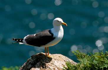 Goéland brun,.Larus fuscus, Lesser Black backed Gull