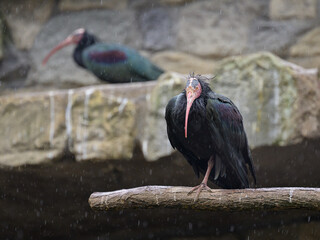 A Northern Bald Ibis sitting on a wall