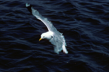 Goéland argenté,.Larus argentatus, European Herring Gull