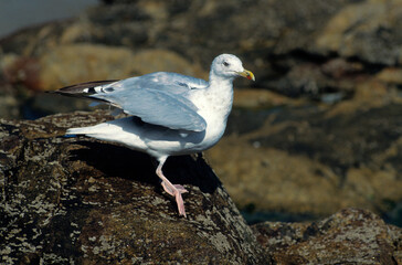Goéland argenté,.Larus argentatus, European Herring Gull