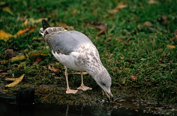 Goéland argenté,.Larus argentatus, European Herring Gull
