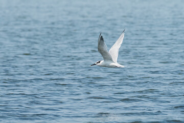 Fototapeta na wymiar YYoung sandwich tern fishing in the sea
