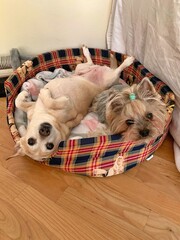 two dogs in a bed, a small beige dog and a small yorkie, a dog lying on its back, two dogs lying close in a basket