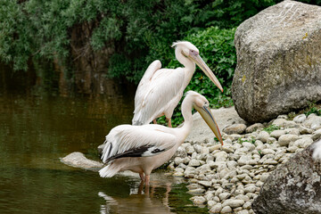 A pair of pelicans standing at the edge of a pool or pond with rocks, pebbles and green foliage in the background (Pelecanus).