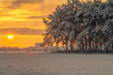 winter landscape of forest and forest road during sunrise