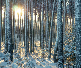 sunrise in a coniferous deciduous forest in winter