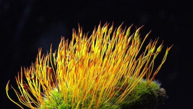 Purple Moss (Ceratodon purpureus), moss sporophyte on stones in spring
