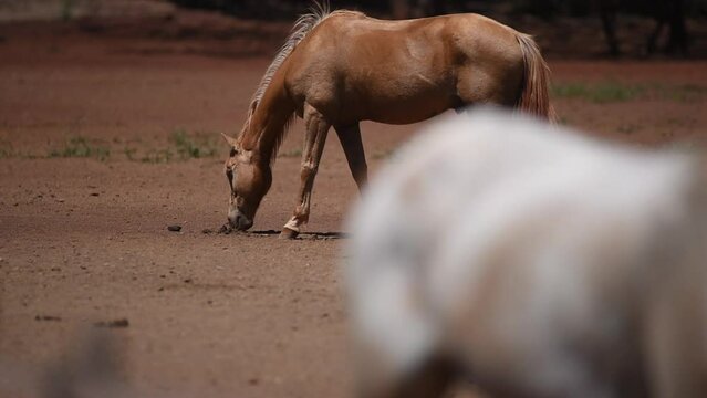 Chevaux, attitudes et portraits