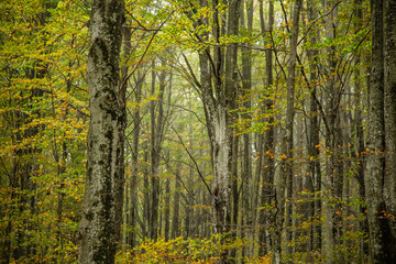 View of the trunks and autumn leaves of the beech forest, in the light fog, Monte Amiata, Siena, Tuscany, Italy