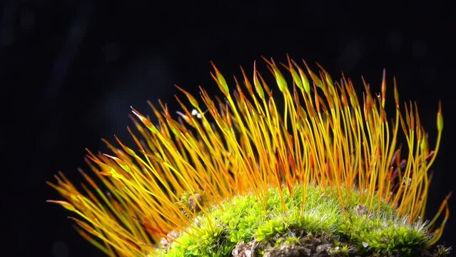 Purple Moss (Ceratodon purpureus), moss sporophyte on stones in spring