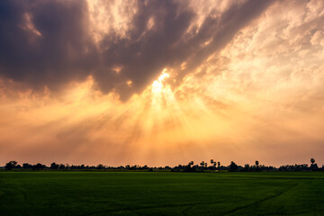 Dramatic golden sunset sky with sunbeam over rice field
