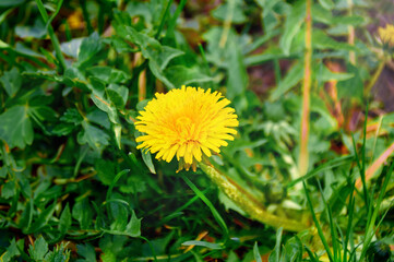 Bright yellow dandelion on green grass. Medicinal plant.