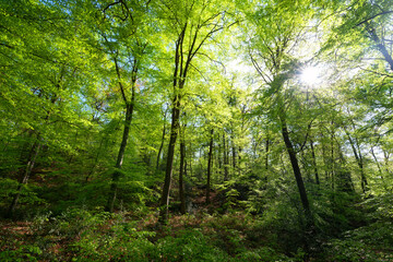 Fototapeta na wymiar Forest path Denecourt 11 in spring season. Fontainebleau forest