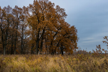 Fototapeta na wymiar dry, yellow grass in the foreground, next to an oak forest with yellow, orange and red leaves, autumn nature