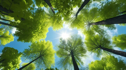 Looking up at the green forest, trees with green leaves, blue sky and sunshine