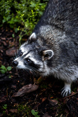 a curious raccoon peeks out and looks up