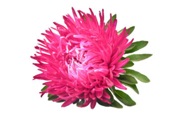 Aster flower isolated