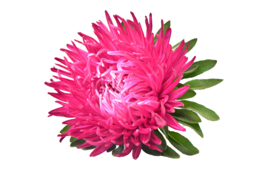 Aster flower isolated
