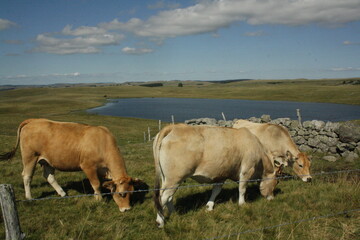 troupeau vaches broutant pres d'un lac en Loz&egrave;re