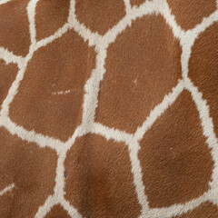 Texture Animal giraffe