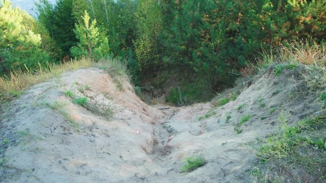 A steep sandy cliff and a descent to the river against the backdrop of a forest. Steep forest path down, nature