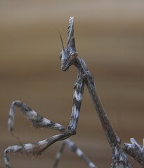 portrait d'un phasme